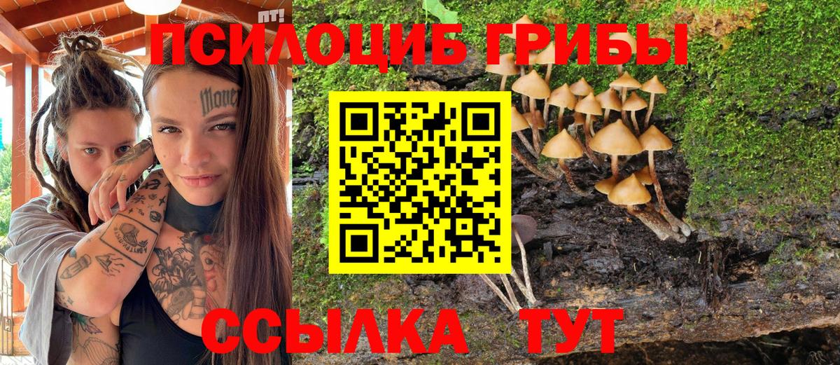 Галлюциногенные грибы Psilocybine cubensis Озёры